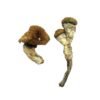 Amazonian Magic Mushrooms 2 Amazonian Magic Mushrooms 683x1024 1