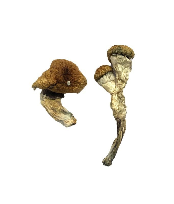 Amazonian Magic Mushrooms
