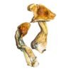 B+ Magic Mushrooms 2 B Magic Mushroom 683x1024 1