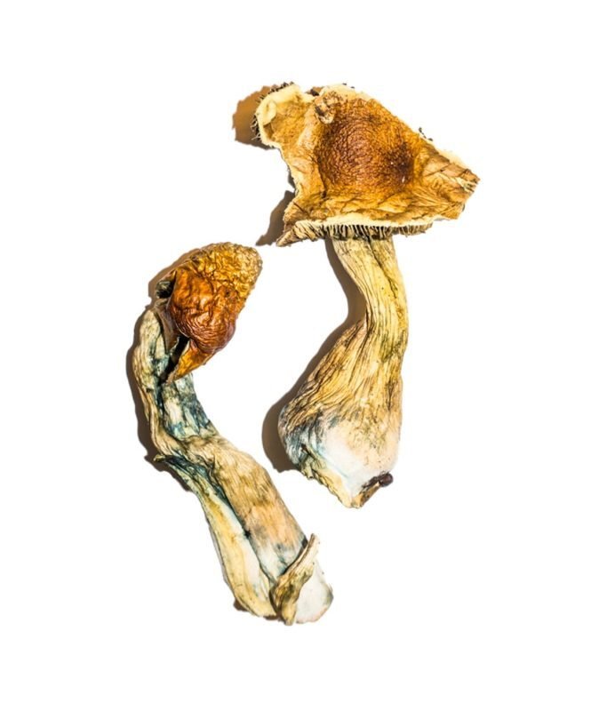 B+ Magic Mushrooms