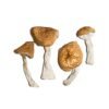 Burmese Magic Mushrooms 1 Burmese Magic Mushrooms 2 683x1024 1