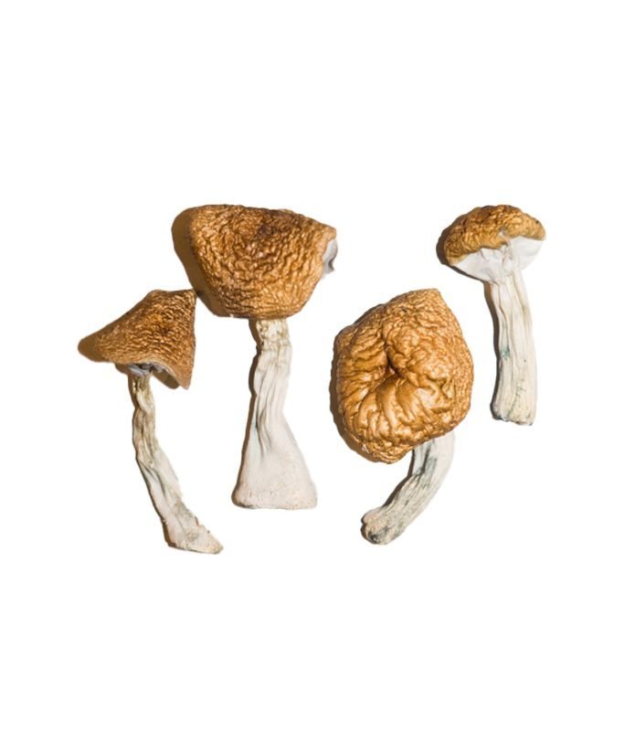 Burmese Magic Mushrooms