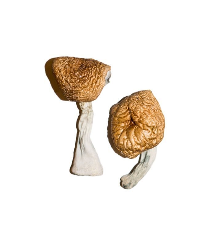 Burmese Magic Mushrooms 683x1024 1