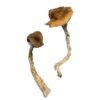 Daddy Long Legs Shrooms 683x1024 1