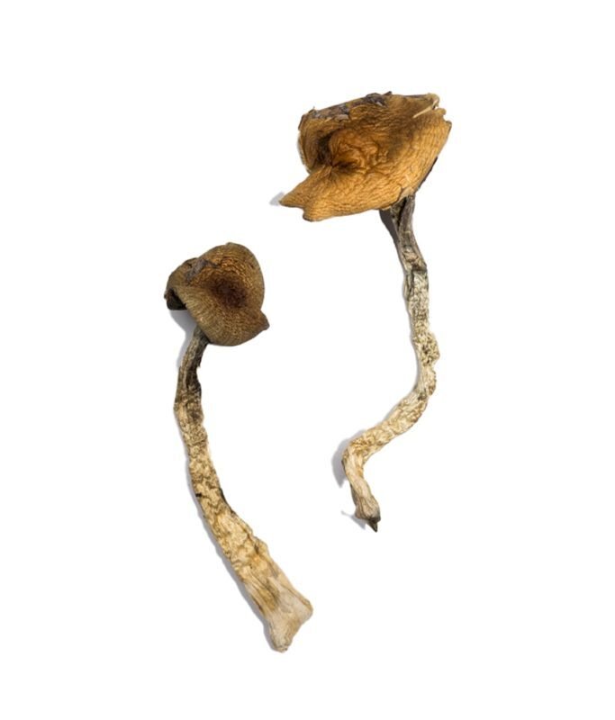 Daddy Long Legs Magic Mushrooms