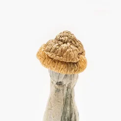 Monster Penis Envy Magic Mushroom 4 Origin PenisEnvy3 r min 247x247 1