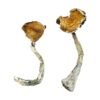 Tidal Wave Magic Mushrooms 1 Tidal Wave Magic Mushrooms 683x1024 1