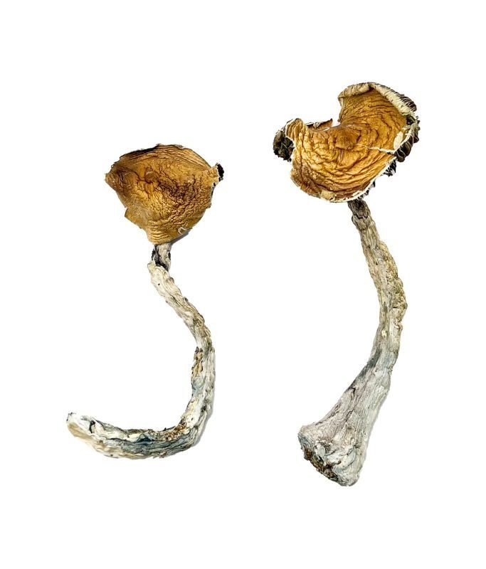 Tidal Wave Magic Mushrooms