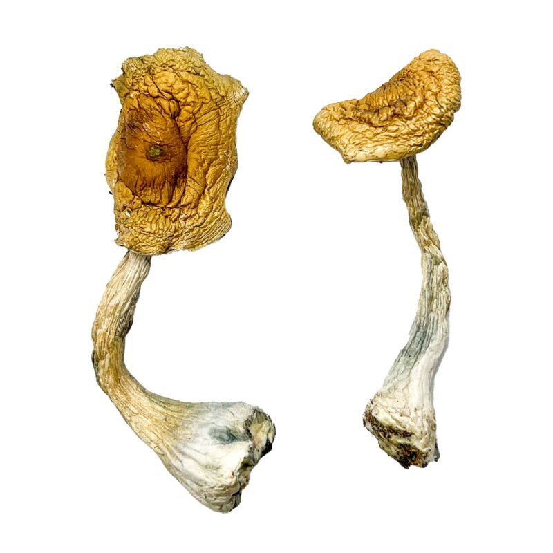 Tidal Wave Shrooms