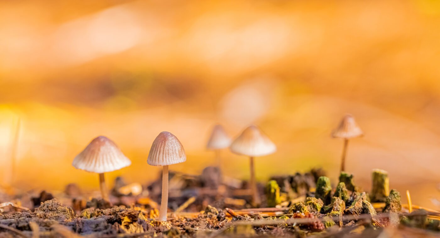 Practical Harm Reduction for Hallucinogen Users: What You Actually Need to Know 2 small growing mushrooms