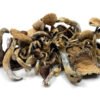 golden teacher mushrooms 510x384 2