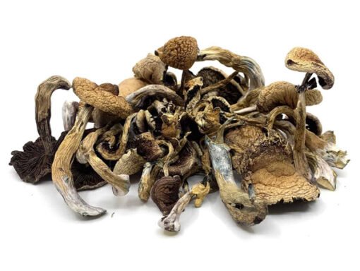 Golden Teachers Magic Mushrooms