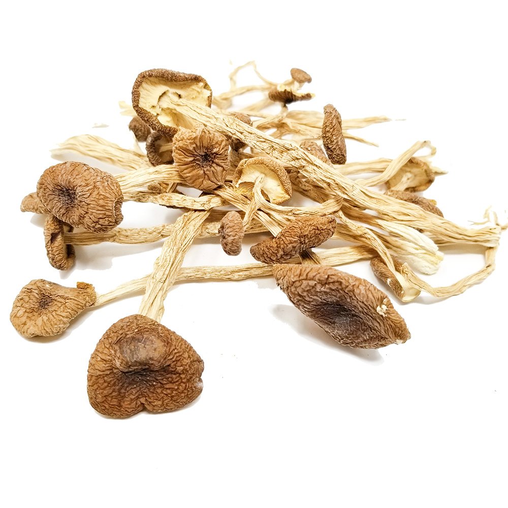 Psilocybe Mexicana Mushrooms 3