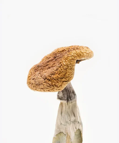 Golden Teachers Magic Mushrooms 4 origin goldenteachers 510x612 1