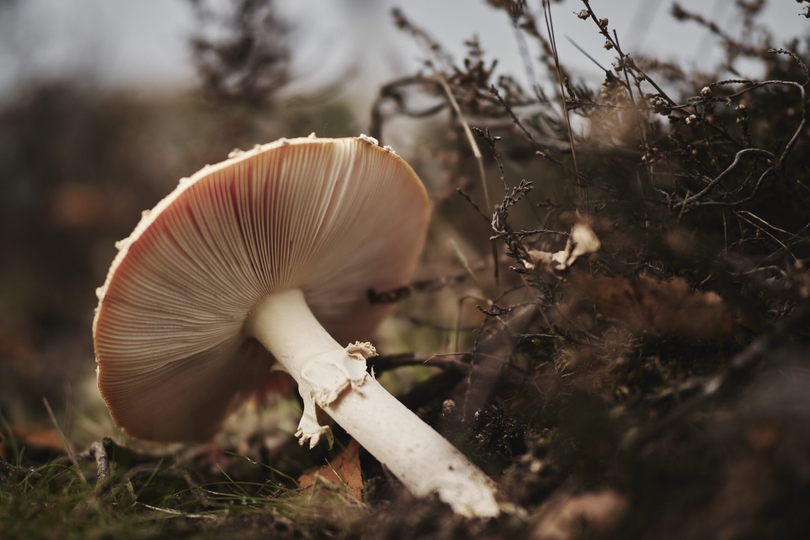 Buy Magic Mushrooms